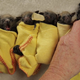 Illustration for article titled Baby Bat Burritos